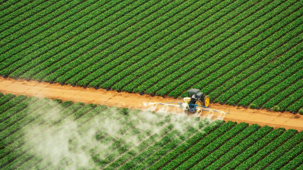 Best Local Pest Control Services  in Dalworthington Gardens, TX