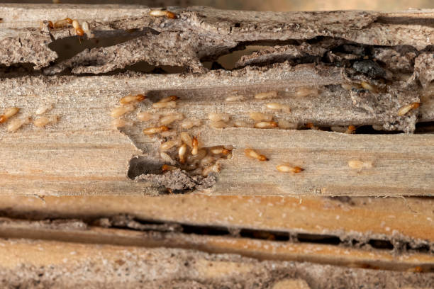 Best Best Pest Control Companies  in Dalworthington Gardens, TX