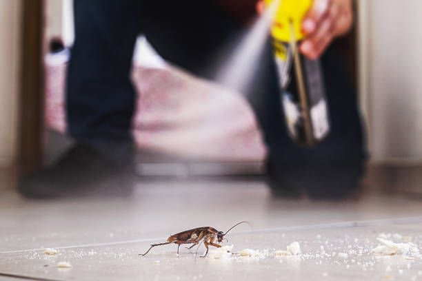Best Rodent Control Near Me  in Dalworthington Gardens, TX