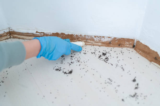 Best Pest Removal Services  in Dalworthington Gardens, TX