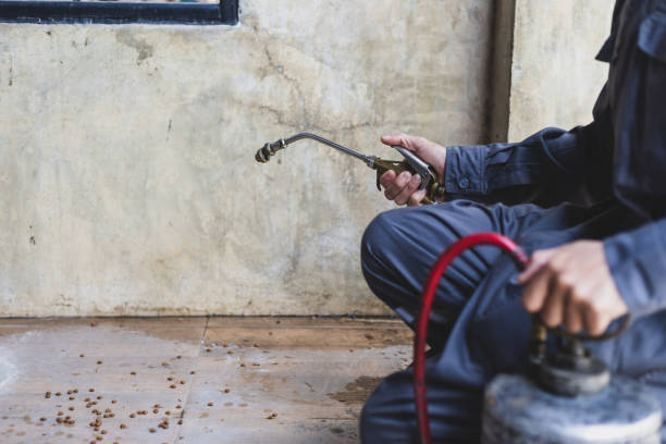 Best Wasp Removal Services  in Dalworthington Gardens, TX